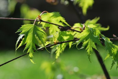Betula pendula 'Dalecarlica' - bříza bělokorá 'Dalecarlica' - jarní výhonky (2)